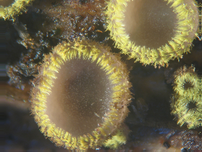 Dasyscyphus sulfureus